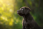 Labrador Retriever Puppy