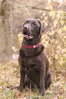 brown Labrador Retriever