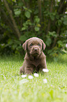 Labrador Retriever Puppy