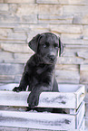 Labrador Retriever Puppy