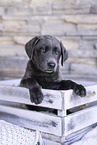 Labrador Retriever Puppy