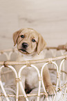 Labrador Retriever Puppy