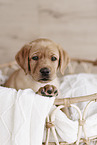 Labrador Retriever Puppy