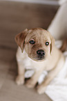 Labrador Retriever Puppy