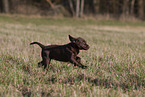 Labrador Retriever Puppy