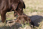 Labrador Retriever