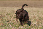 Labrador Retriever Puppy