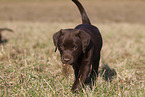 Labrador Retriever Puppy