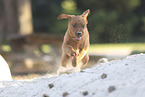 Labrador Retriever Puppy