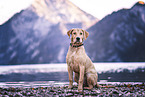 young Labrador Retriever