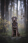 brown Labrador Retriever