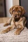 Labrador Retriever Puppy