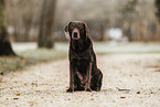 old Labrador