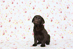 Labrador Retriever Puppy in Studio