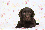 Labrador Retriever Puppy in Studio