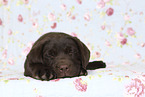 Labrador Retriever Puppy in Studio