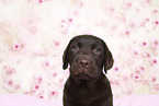 Labrador Retriever Puppy in Studio