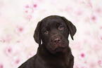 Labrador Retriever Puppy in Studio