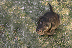 Labrador Retriever Puppy