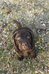 Labrador Retriever Puppy