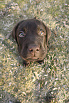 Labrador Retriever Puppy