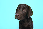 female Labrador Retriever