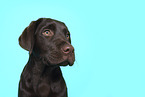 female Labrador Retriever