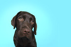 female Labrador Retriever