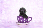 Labrador Retriever Puppy