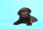 Labrador Retriever Puppy