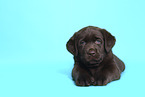 Labrador Retriever Puppy