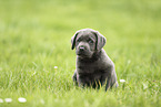 Labrador Retriever Puppy