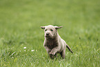 Labrador Retriever Puppy