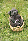 Labrador Retriever Puppy