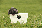 Labrador Retriever Puppy