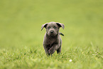 Labrador Retriever Puppy