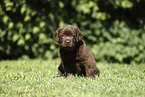 Labrador Retriever Puppy