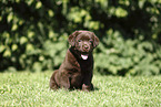 Labrador Retriever Puppy