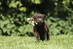 Labrador Retriever Puppy