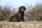 Labrador Retriever Puppy