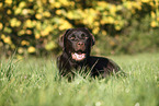 female Labrador Retriever