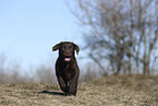 Labrador Retriever Puppy