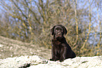 Labrador Retriever Puppy