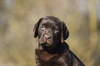 Labrador Retriever Puppy