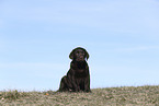 Labrador Retriever Puppy