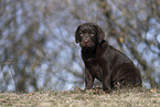 Labrador Retriever Puppy