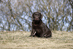 Labrador Retriever Puppy