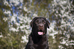 female Labrador Retriever