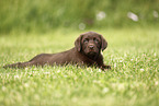 Labrador Retriever Puppy