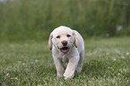 Labrador Retriever Puppy